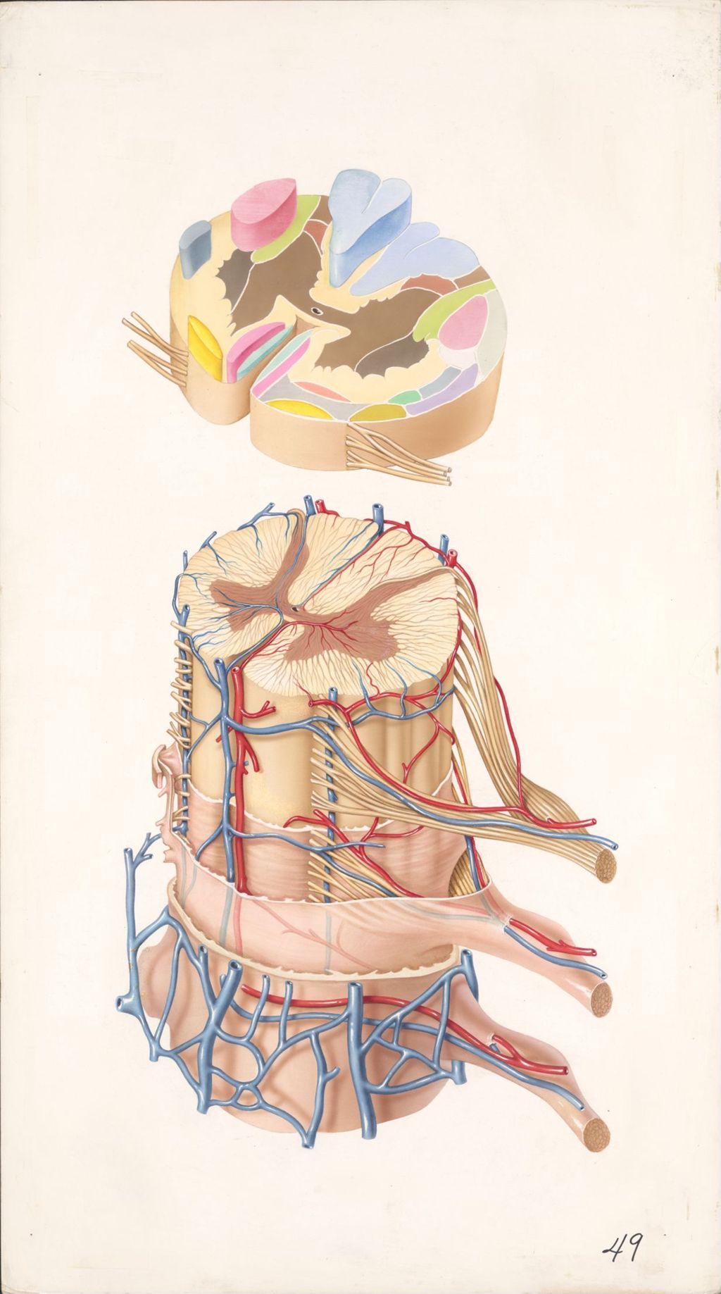 Miniature of Medical Profiles, Striatan, Important Nerve Tracts of the Spinal Cord and Anatomy of Spinal Cord