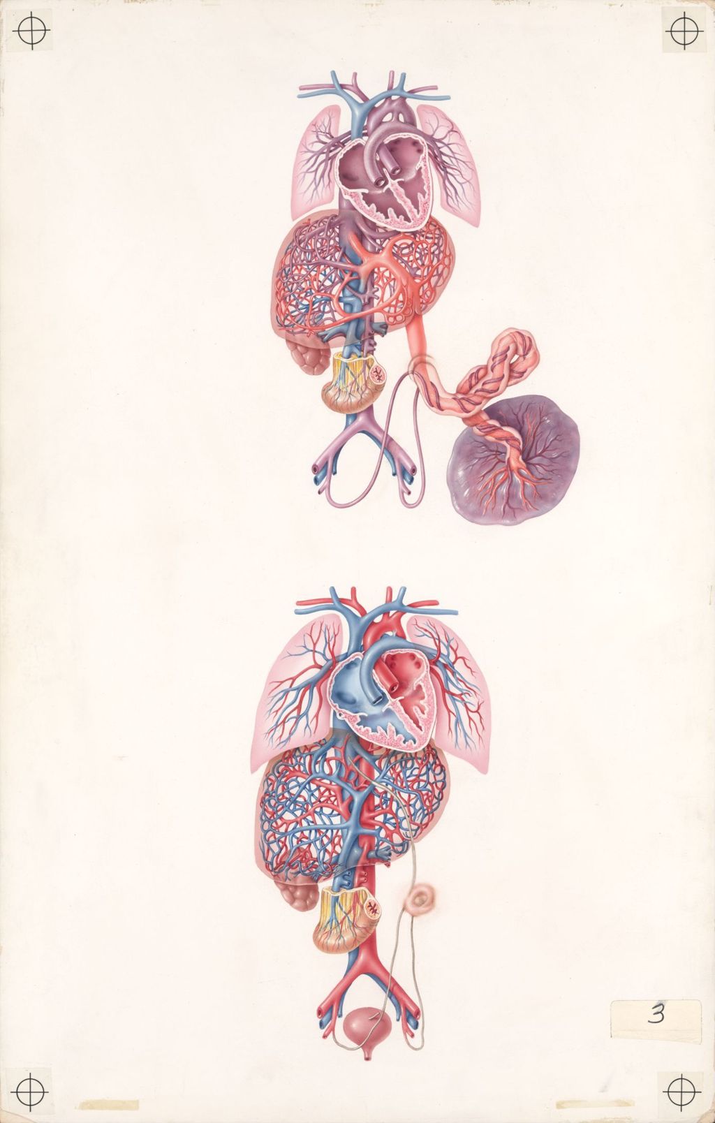 Miniature of Medical Profiles, Diuril-Hydrodiuril, The Fetal Circulation, Plate II