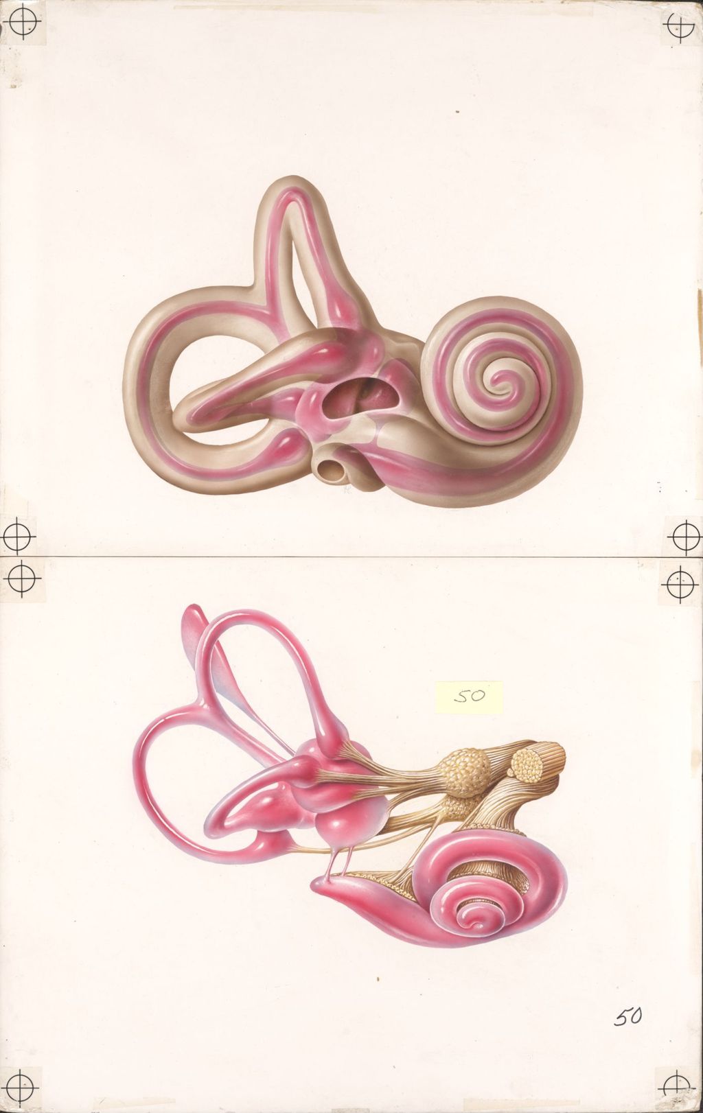 Miniature of Medical Profiles, Anatomy of the Ear, Plate II