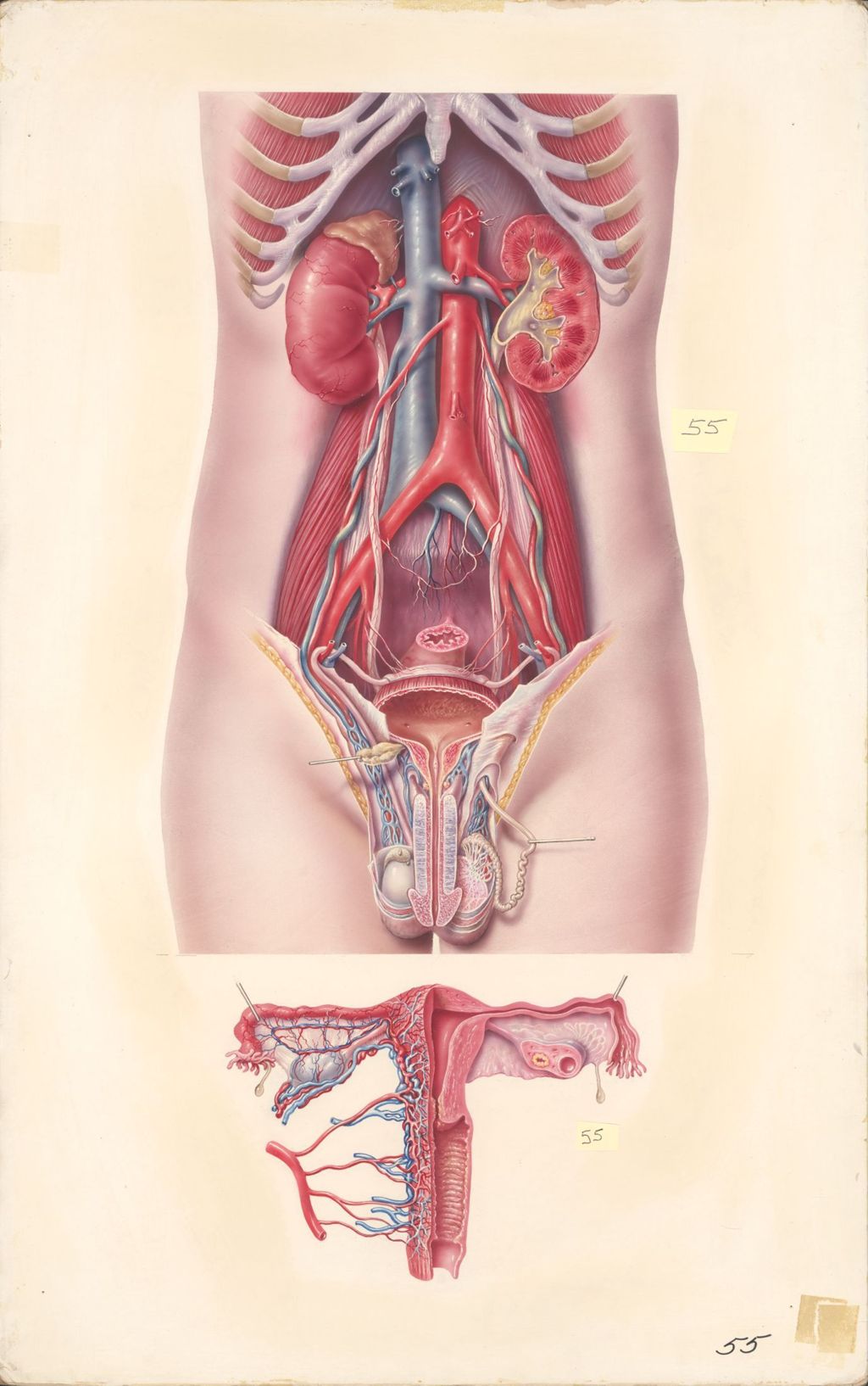 Miniature of Medical Profiles, Male Genitourinary System, Lower Inset, Female Genitalia