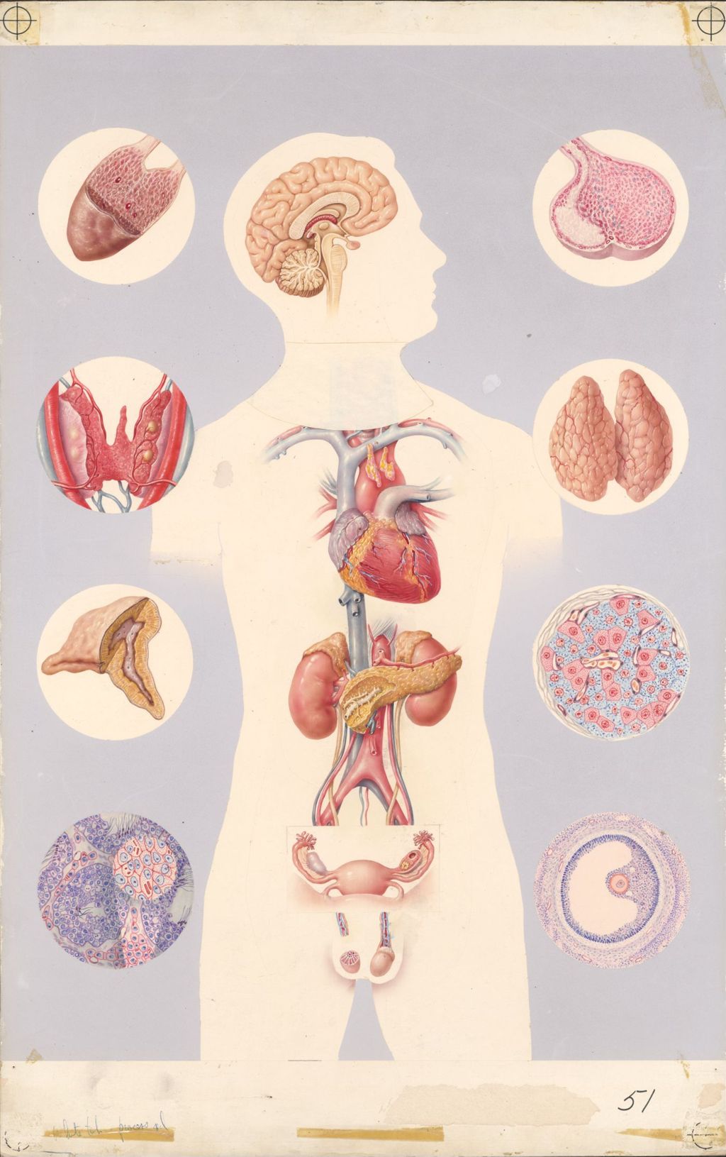 Miniature of Medical Profiles, The Endocrine System