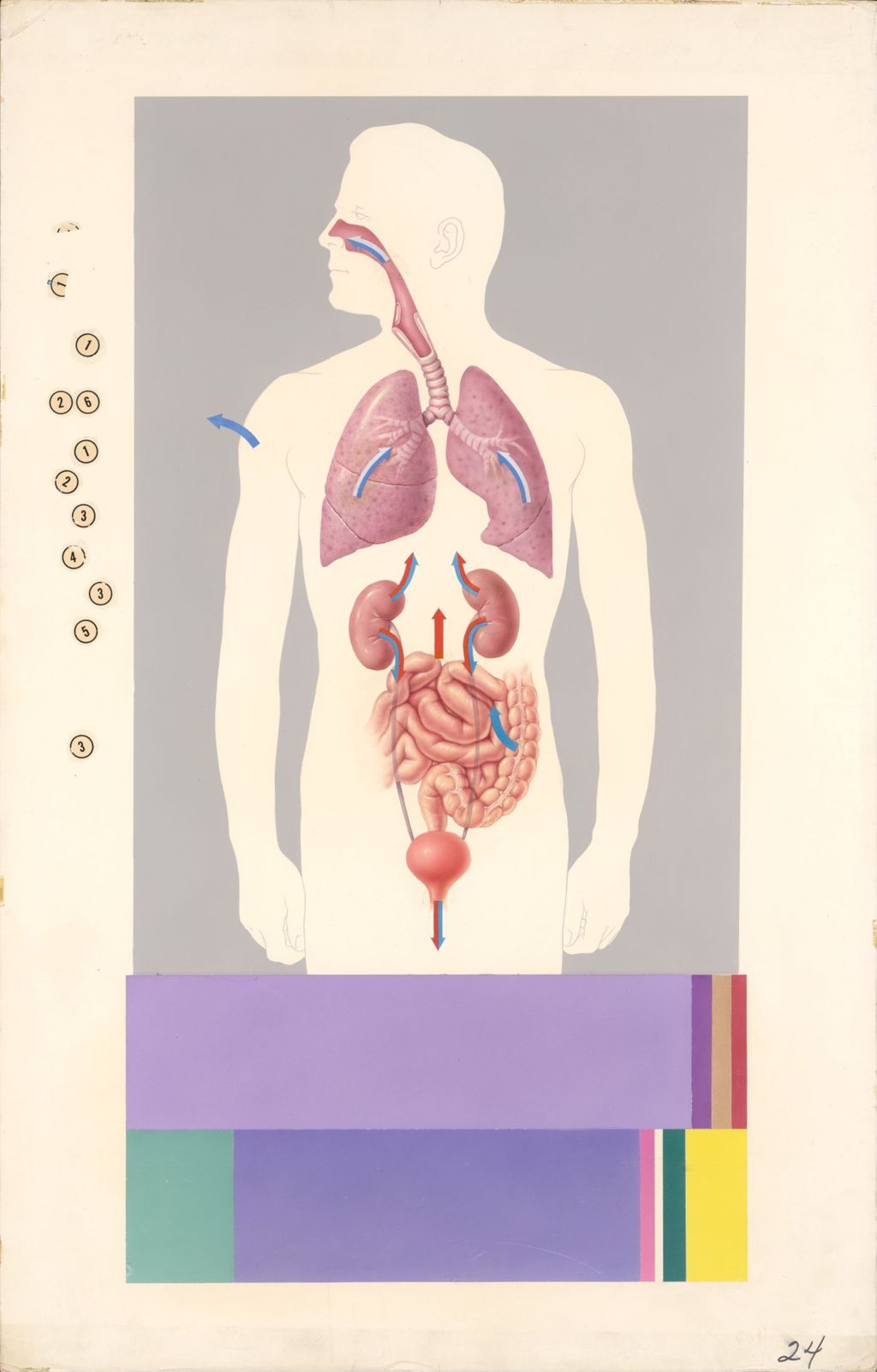 Medical Profiles, Electrolytes and Water Balance and Renal Clearance (Diupres-Hydropres), Plate I