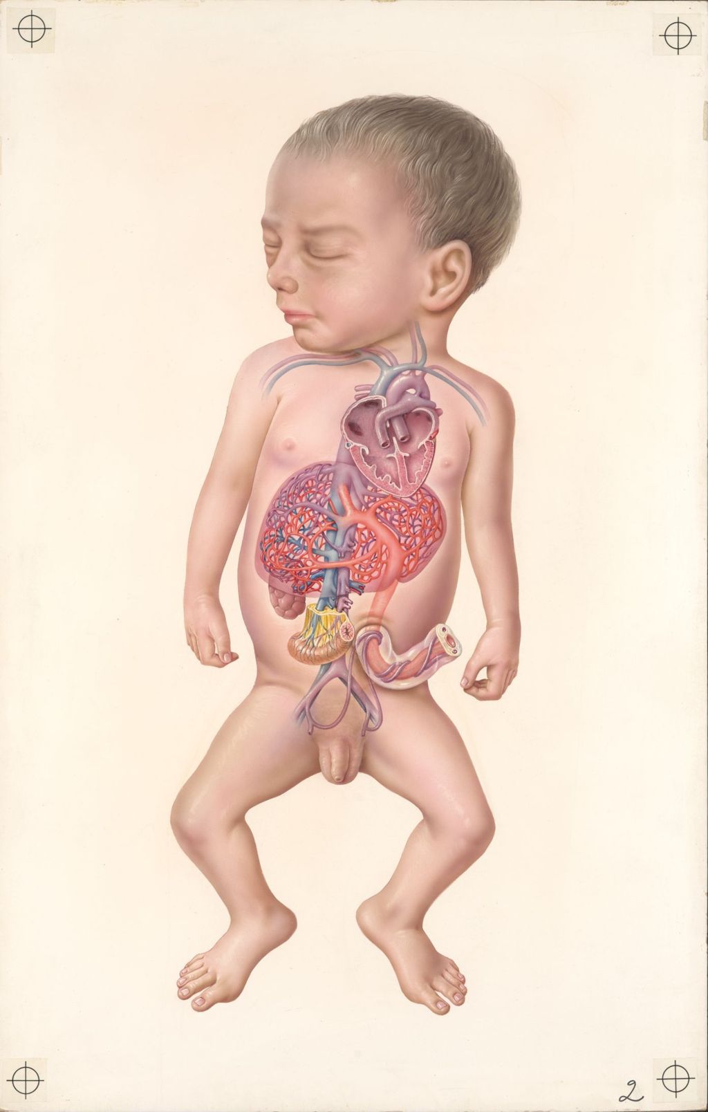 Miniature of Medical Profiles, Diuril-Hydrodiuril, The Fetal Circulation, Plate I
