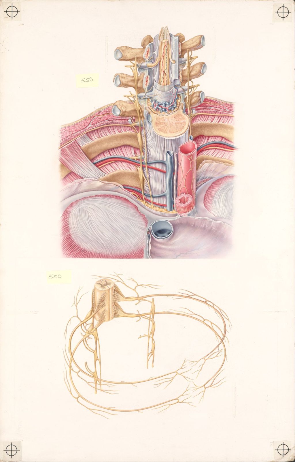 Miniature of Doctor-Patient Explanatory Atlas of Anatomy, Plate I, Relationships of Spinal Nerves and Vertebrae