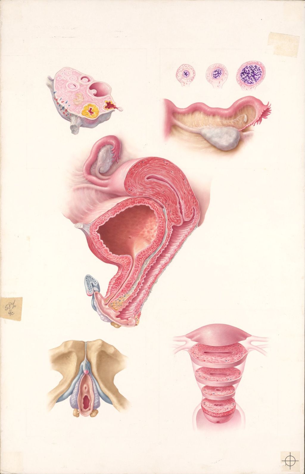 The Female Urogenital Tract, Plate II, Midsagittal Section Through the Female Pelvic Viscera, as seen from the left