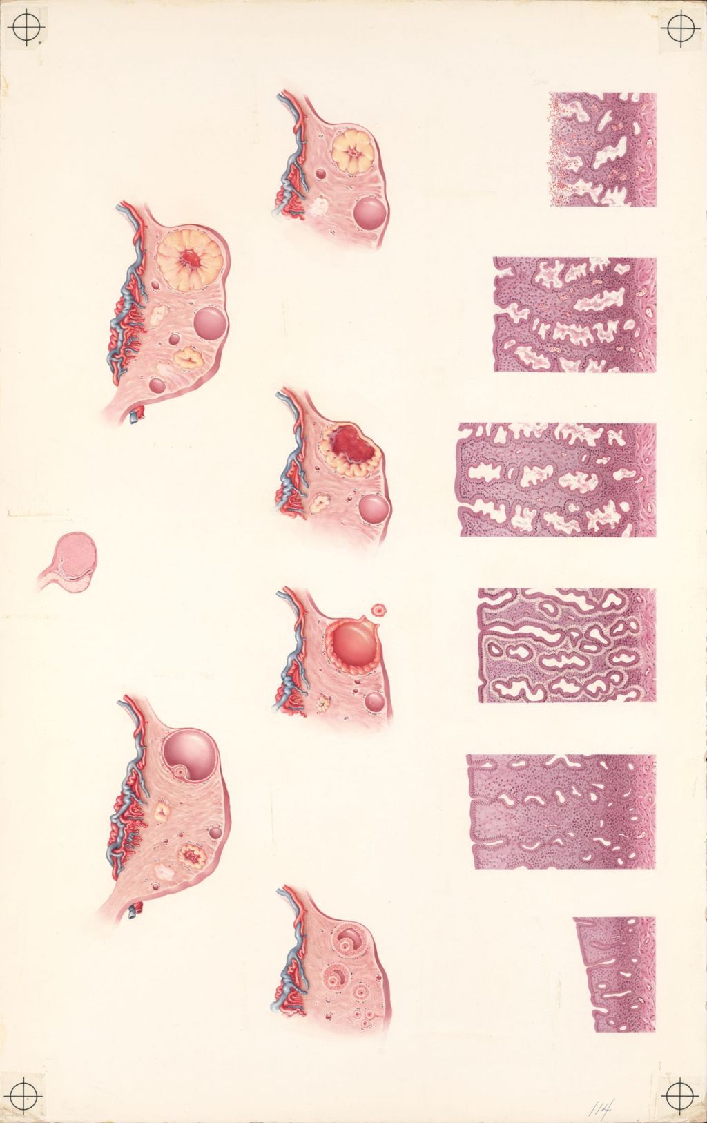 Miniature of Medical Profiles, Plate II (Of the "Lymphatics of the Female"), Pituitary-Ovarian Relationships During the Menstrual Cycle
