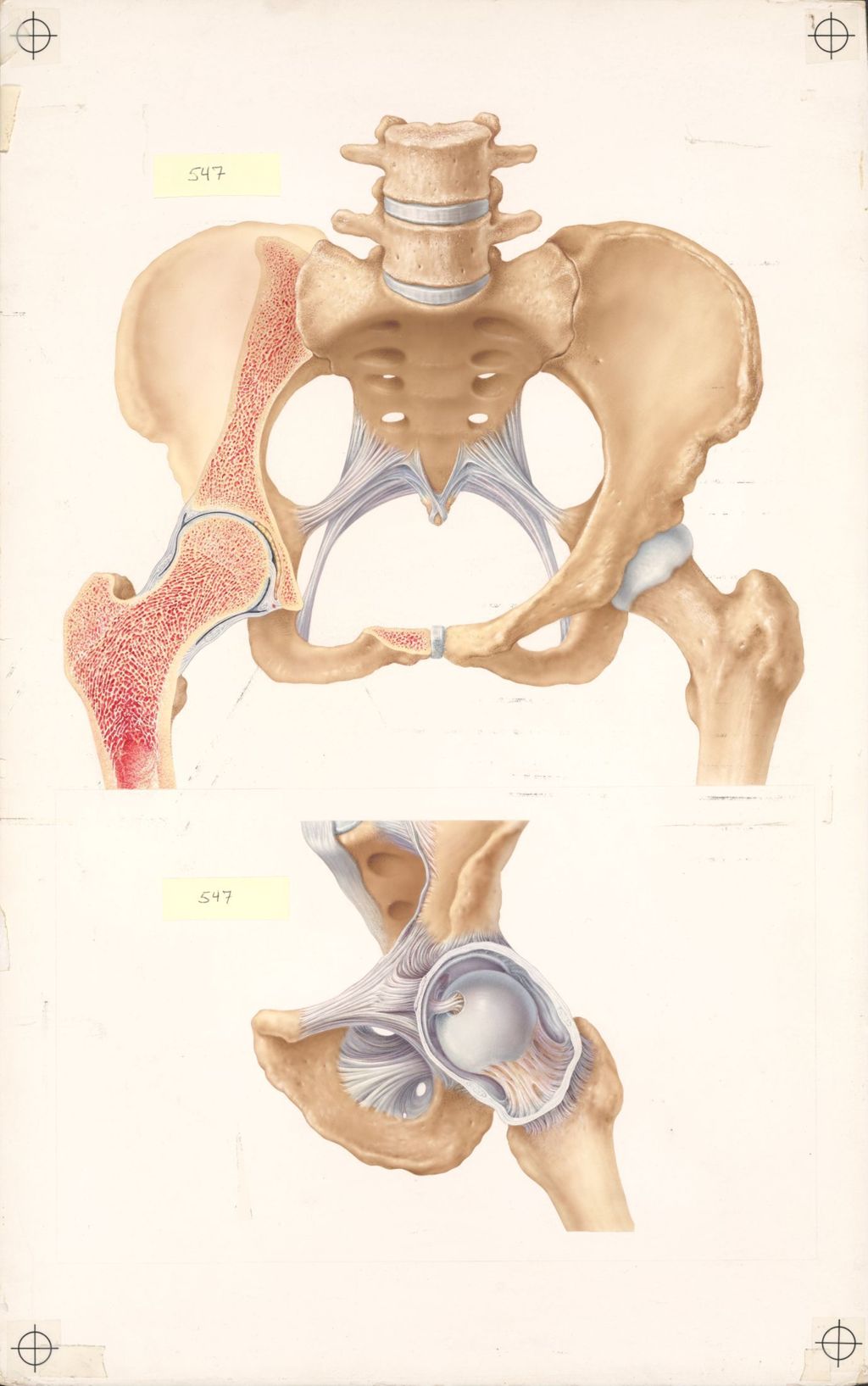 Doctor-Patient Explanatory Atlas of Anatomy, Plate II, The Hip Joint Seen from the Anterior Aspect and in Art boardal Section