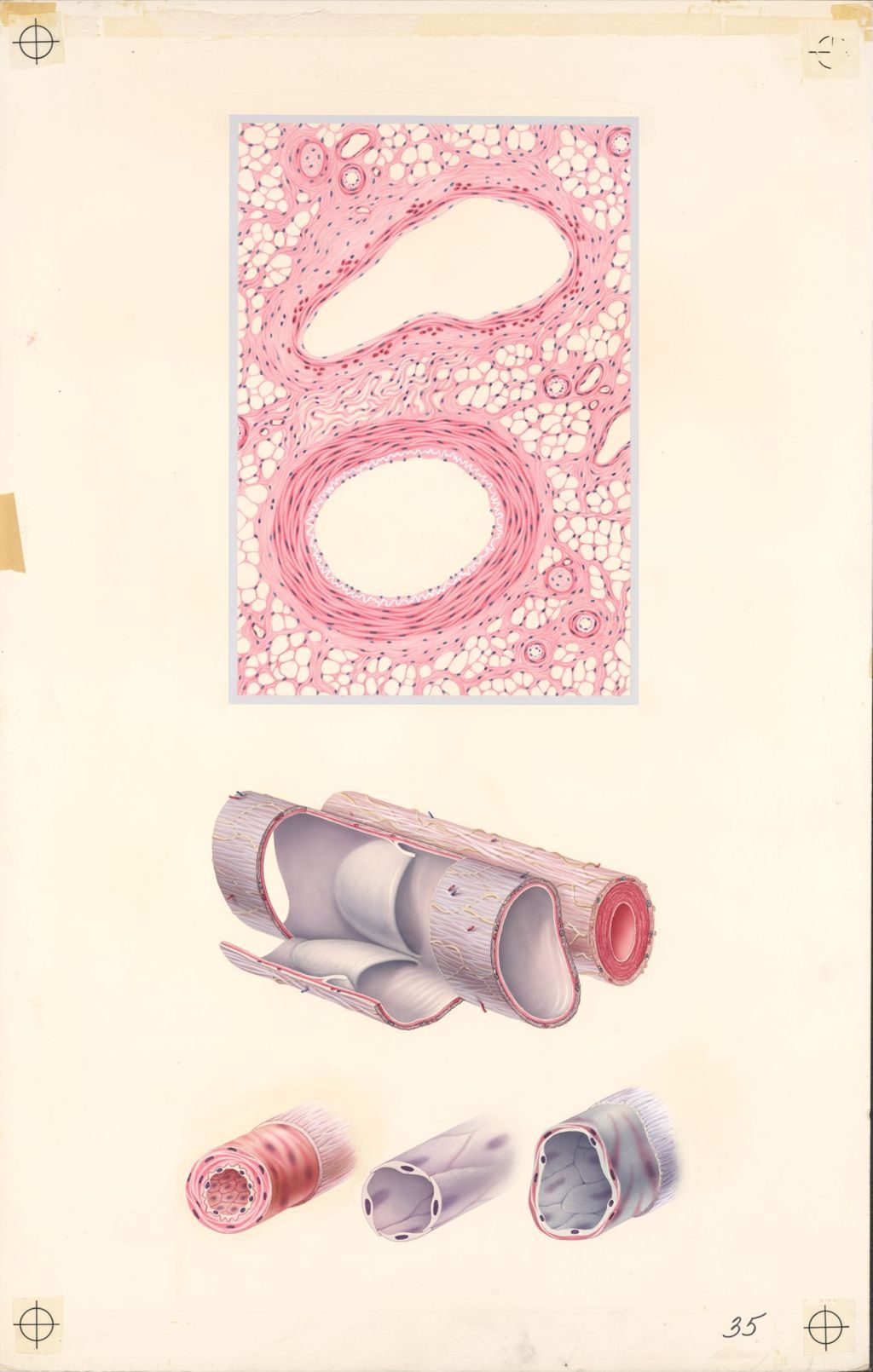 Miniature of Medical Profiles, Anatomy of Blood Vessels, Plate I
