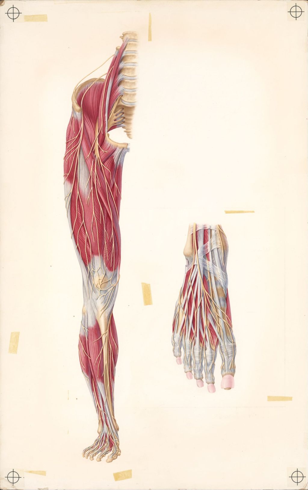 Doctor-Patient Explanatory Atlas of Anatomy, The Cutaneous Nerves of the Lower Limb Superimposed on the Musculature