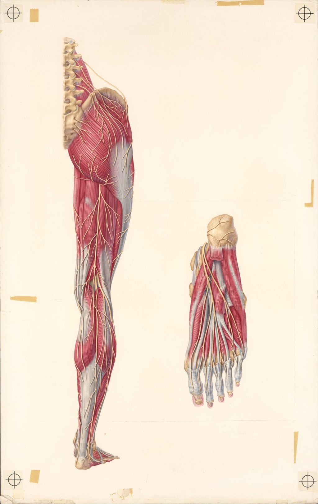 Doctor-Patient Explanatory Atlas of Anatomy, The Cutaneous Nerves of the lower limb superimposed on the musculature, Plate II