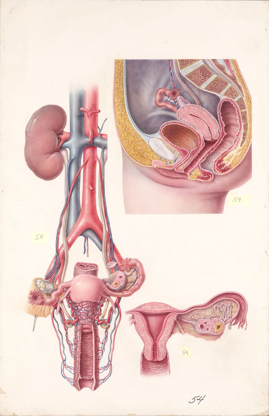 Miniature of Medical Profiles, Diuril and Hydrodiuril, Normal Female Reproductive Organs