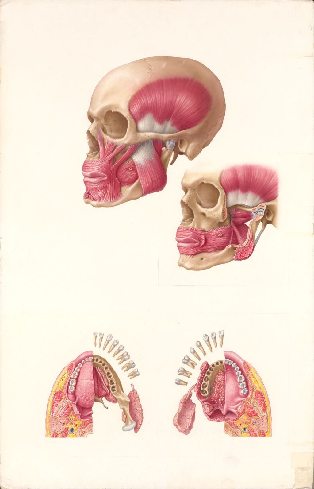 Doctor-Patient Explanatory Atlas of Anatomy, The Normal Anatomy of the Mouth, Plate I, Muscles of the lips and mastication