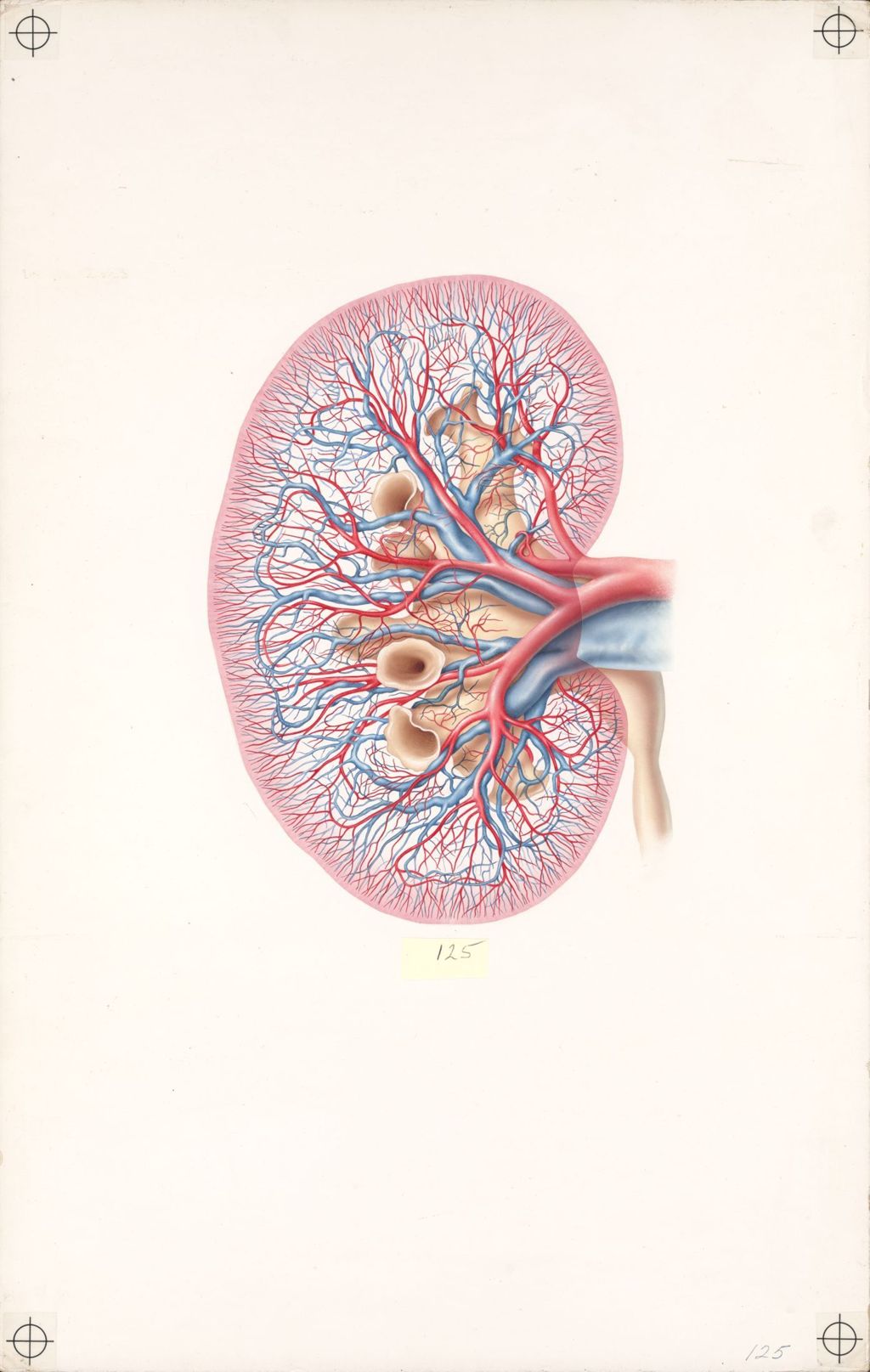 Doctor-Patient Explanatory Atlas of Anatomy, Anatomical Relationships of the Kidneys and Adjacent Organs, Plate II