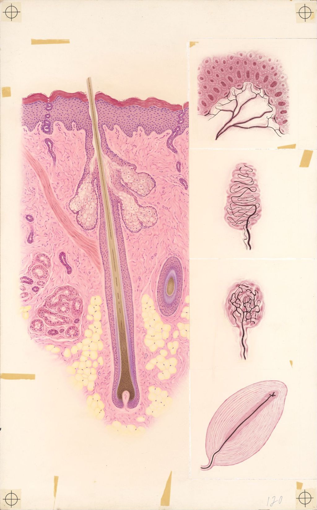Plate II, Schematic Representations of Microscopic Structures of the Skin, Vertical Section of Skin Showing a Hair Follicle and Adjacent Structures