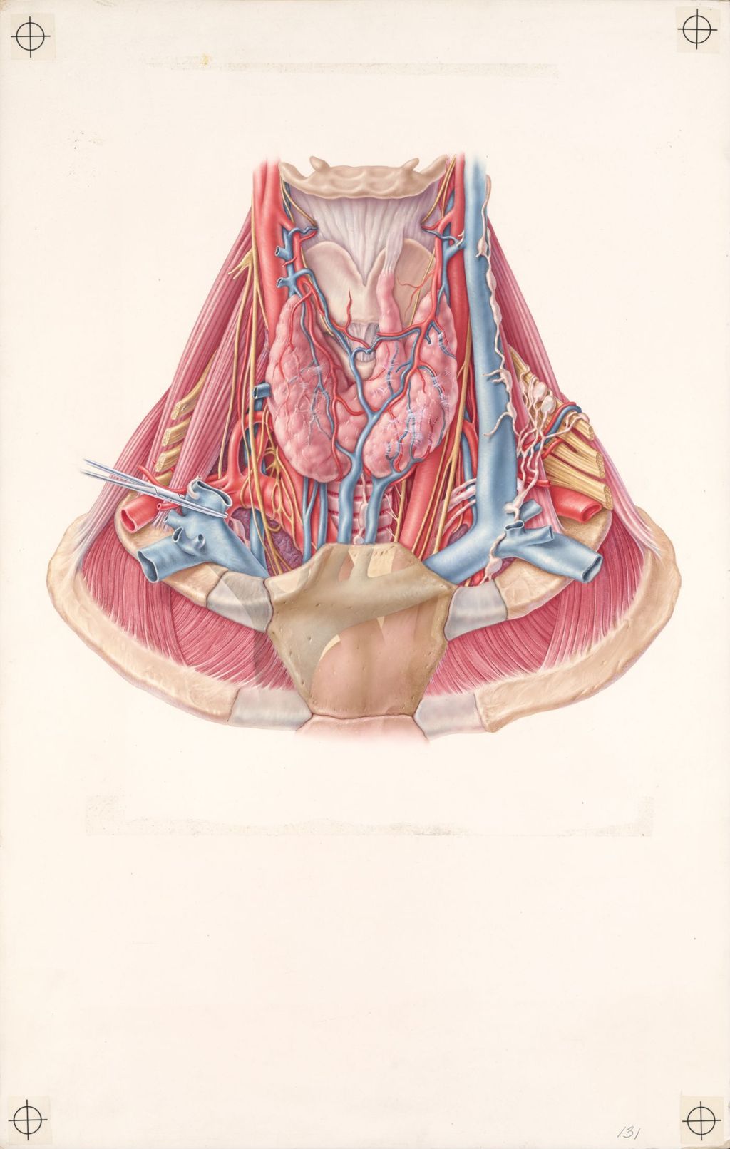 Miniature of Artwork depicting veins and muscles in throat, thyroid gland