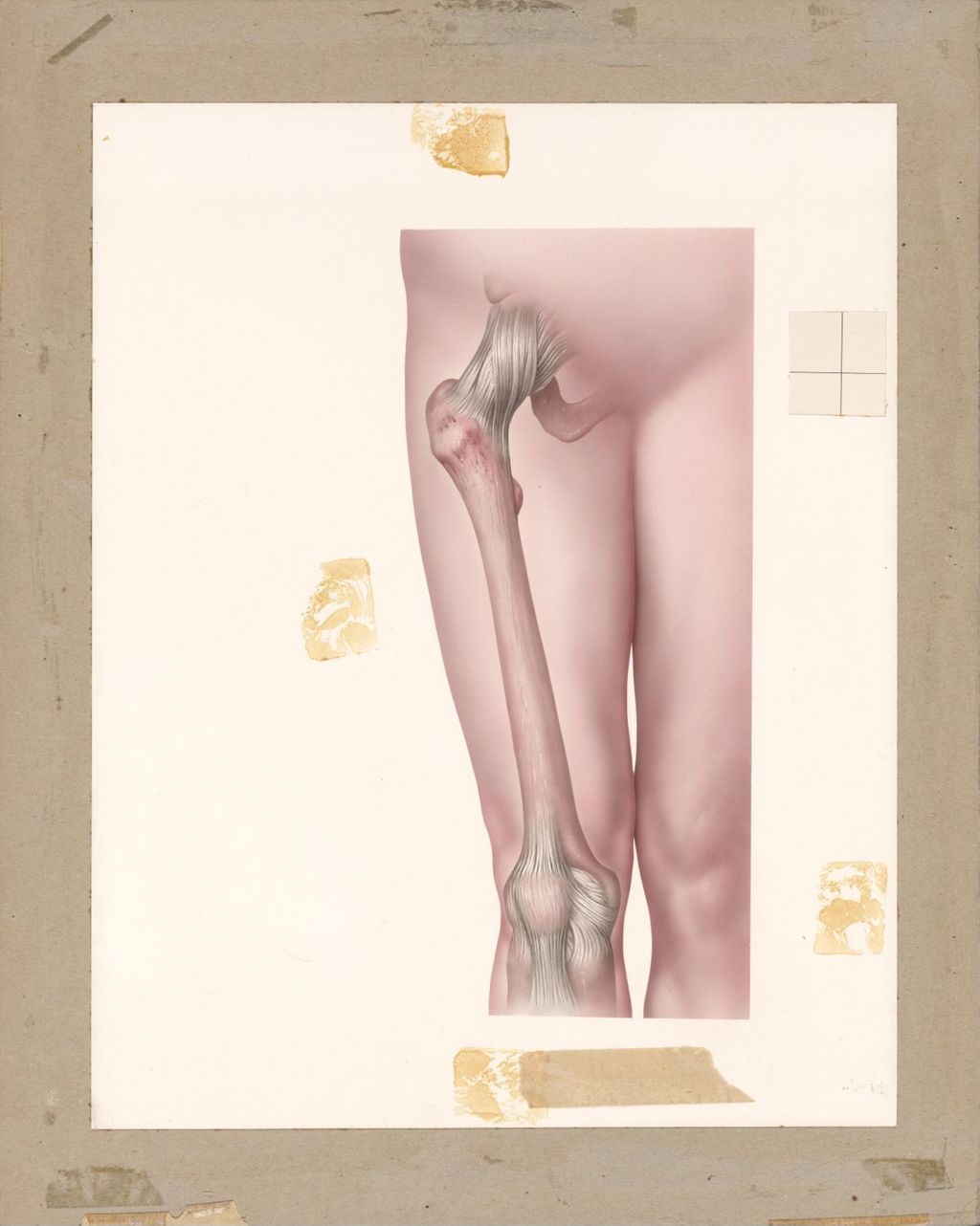 Miniature of Normal Capsules of Hip-Joint and Knee-Joint