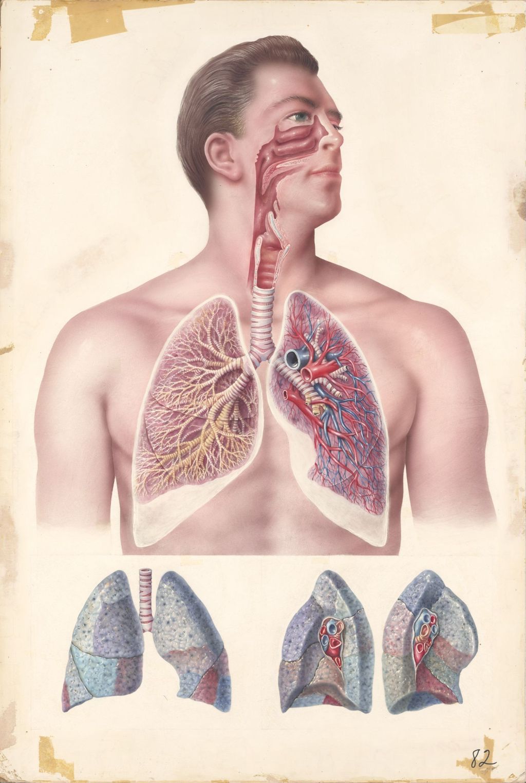 Miniature of Anatomy of lungs