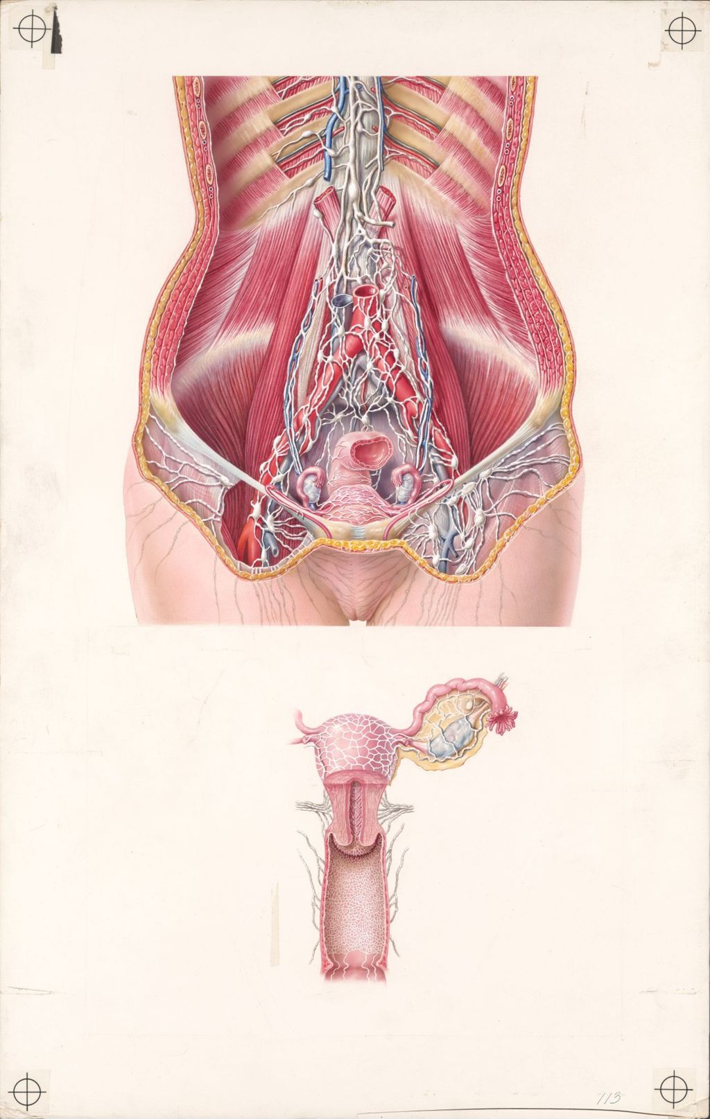 Miniature of Medical Profiles, Plate I, Lymphatics of the Female Genito-Urinary Tract