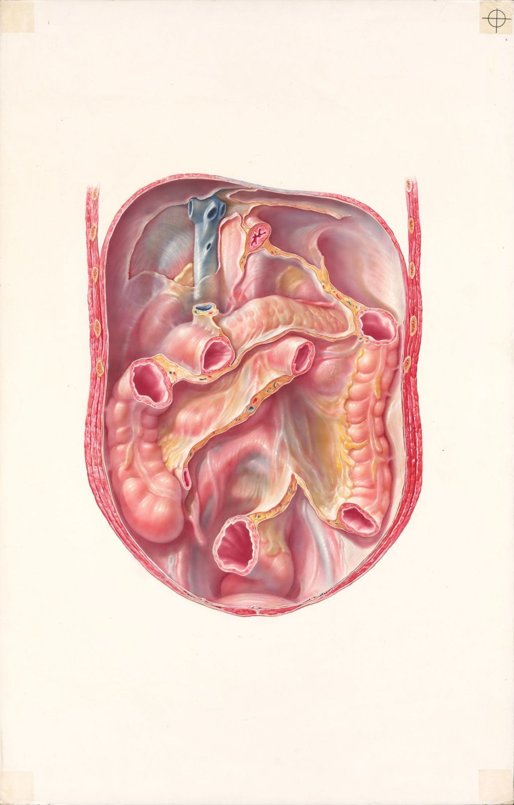 Medical Profiles, The Anatomical Disposition of the Peritoneum, Plate II, The Posterior Abdominal Wall, Showing the Lines of Peritoneal Reflection