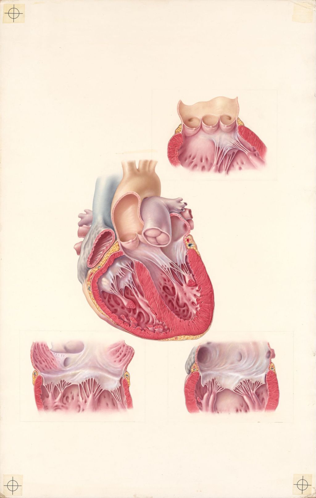Miniature of Doctor-Patient explanatory atlas of anatomy, anatomy of the valves of the heart, Plate I, Dissections showing the ostia and the valves of the heart