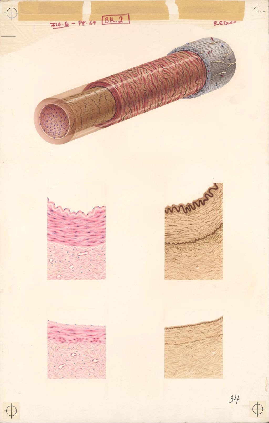 Medical Profiles, Anatomy of Blood Vessels, Plate II