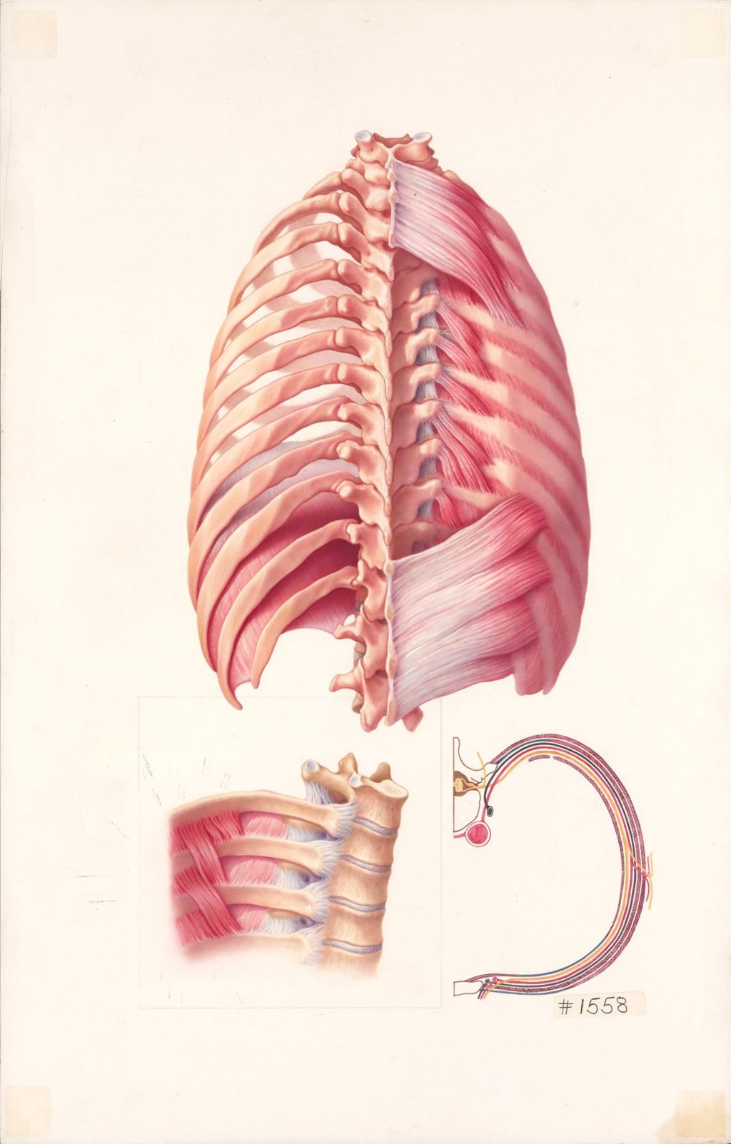 Medical Profiles, Plate II, The Anatomical Disposition of the Thorax, The Thoracic Wall Posterior Aspect