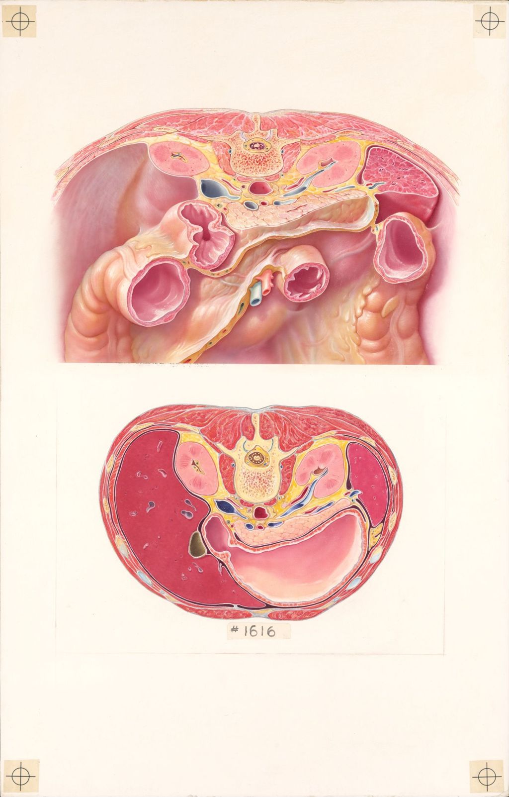 Miniature of Medical Profiles, The Anatomical Relationships of the Pancreas