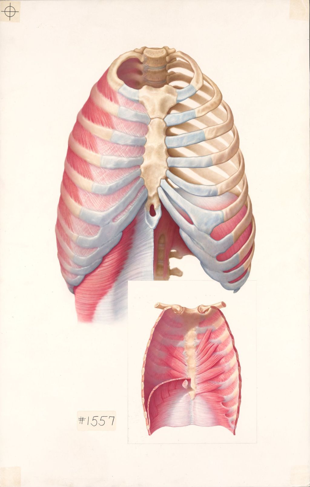 Medical Profiles, Plate I, The Anatomical Disposition of the Thorax, The Thoracic Walls Anterior Aspect
