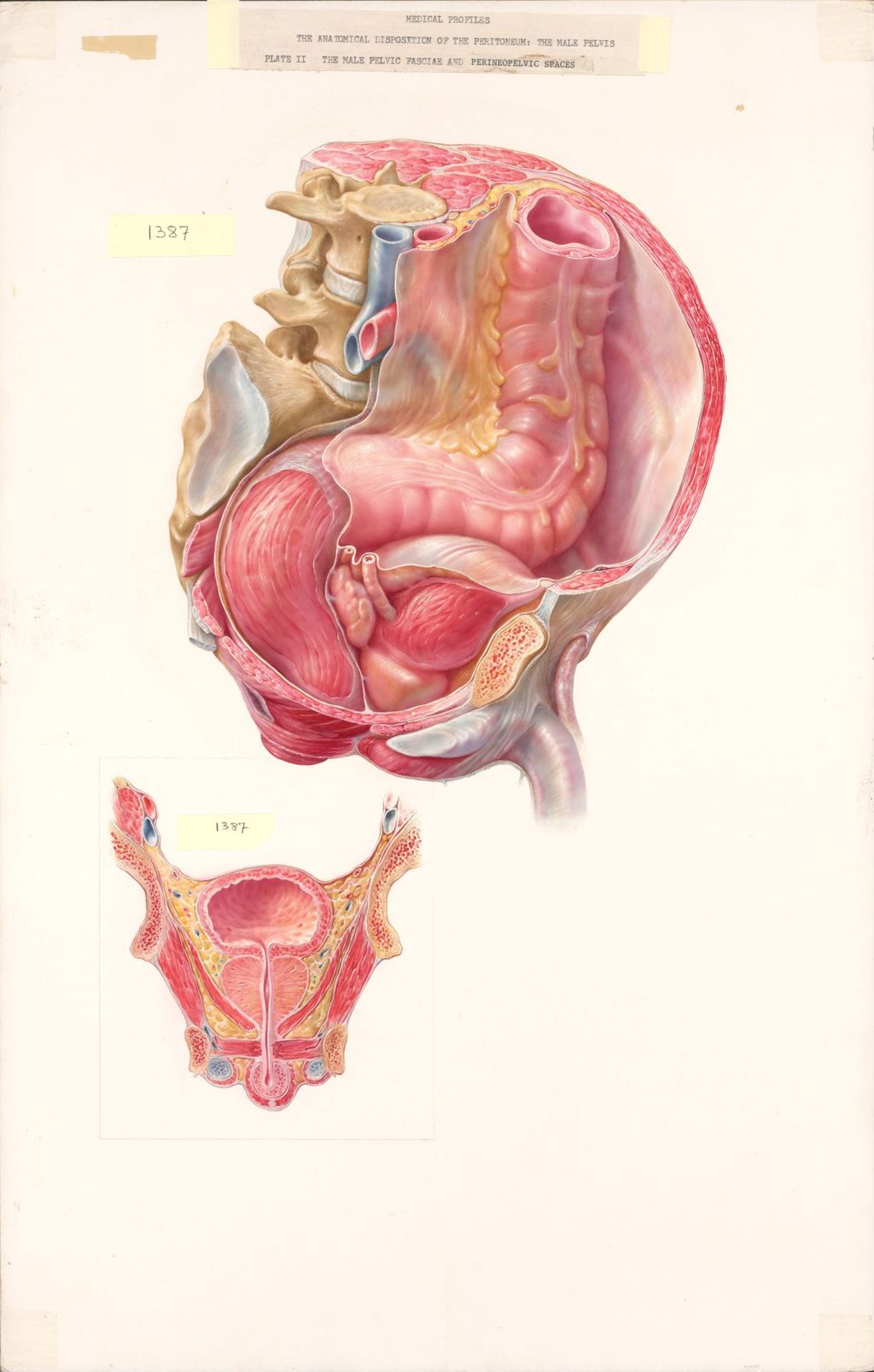 Medical Profiles, The Anatomical Disposition of the Peritoneum, The Male Pelvis, Plate II, The Male Pelvic Fasciae and Perineopelvic Spaces