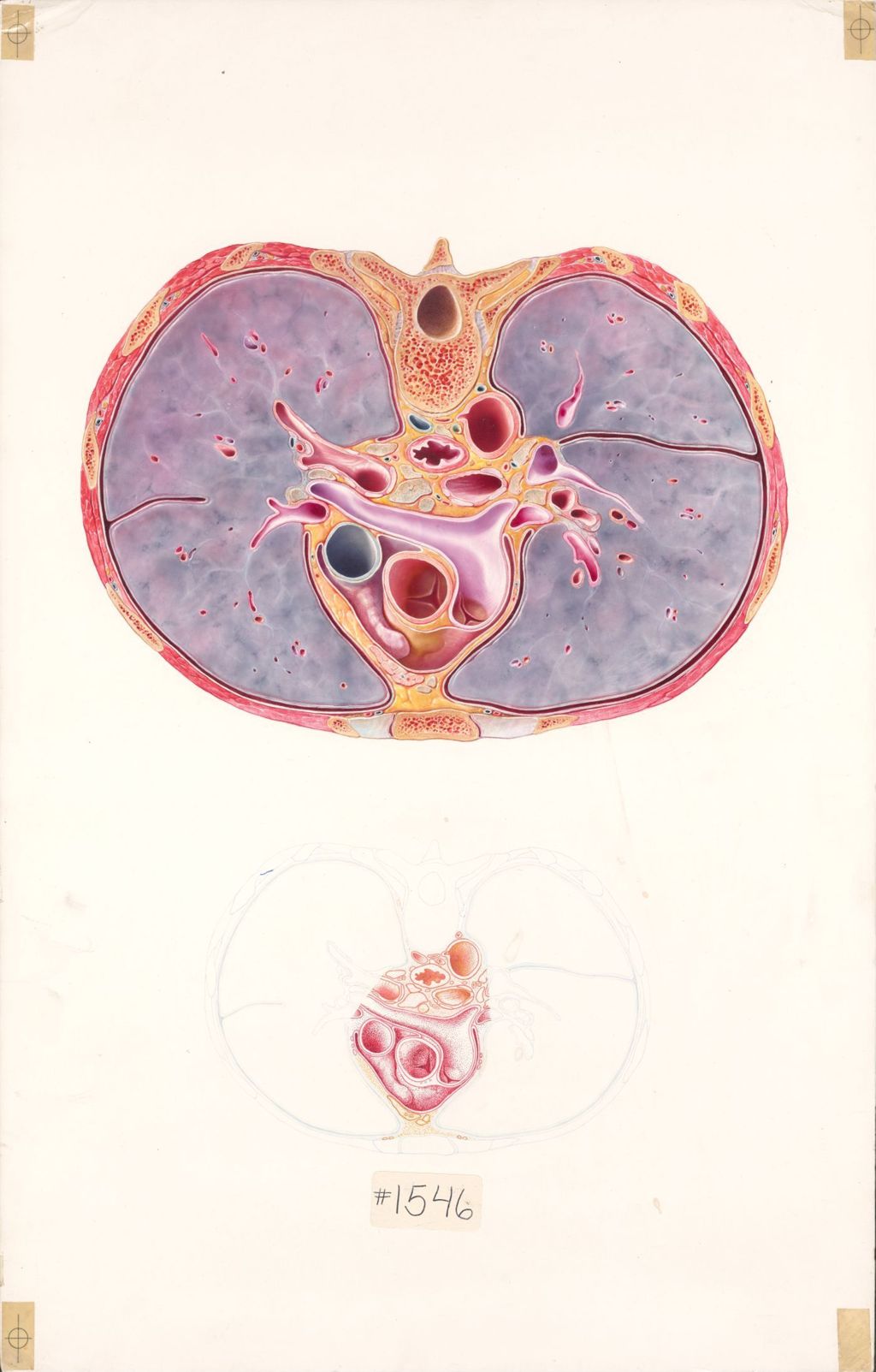 The Anatomical Disposition of the Thorax, The Mediastinum, Plate II, Horizontal Section Through the Mediastinum