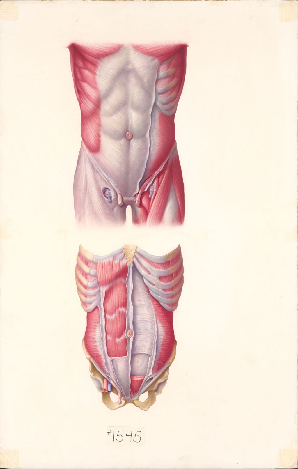 Medical Profiles, The Anatomical Disposition of the Peritoneum, Anterior Abdominal Wall, Plate I, The Musculature of Anterior Abdominal Wall