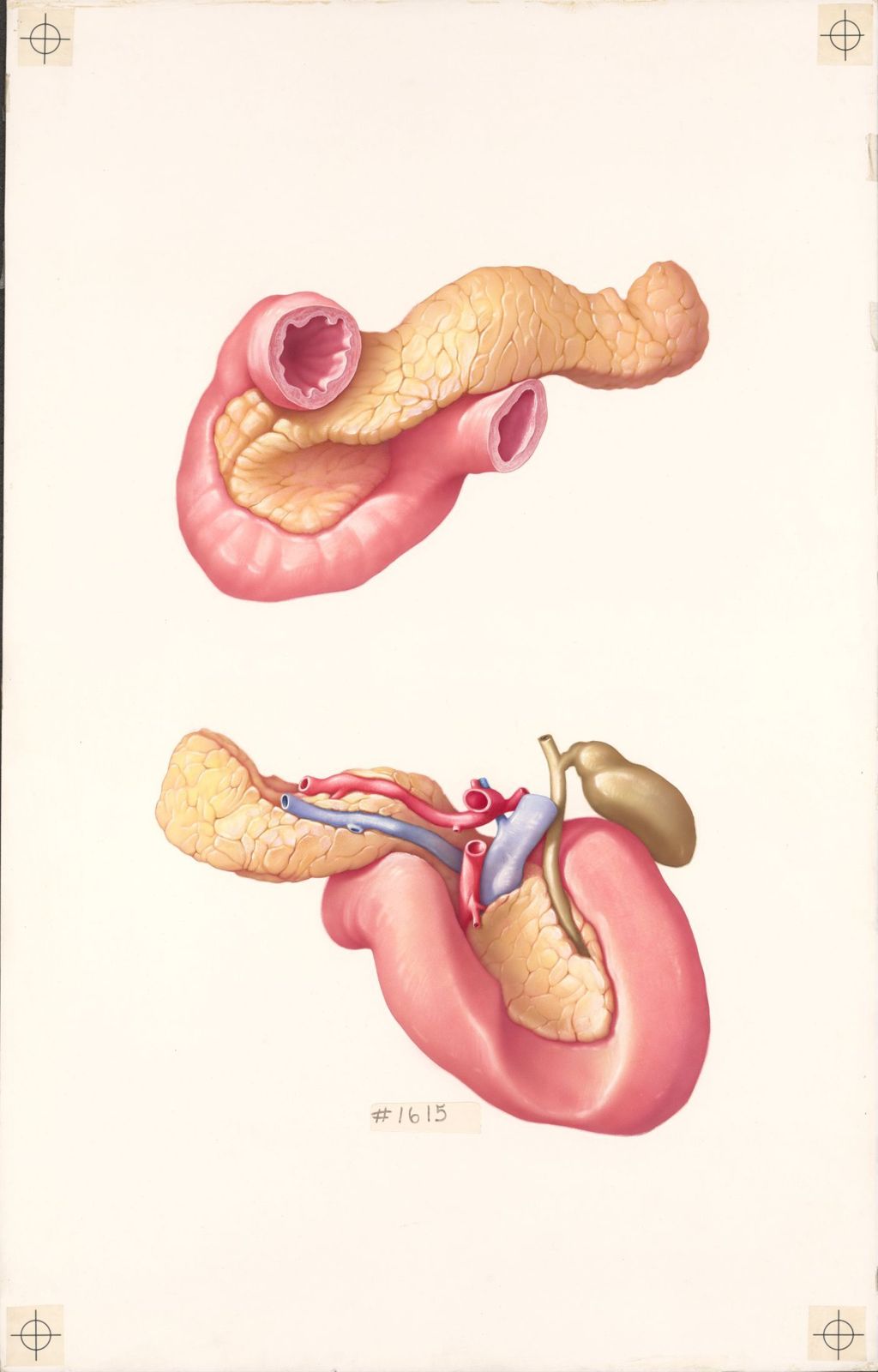 Medical Profiles, The Macroscopic Anatomy of the Pancreas, Anterior Aspect, Posterior Aspect