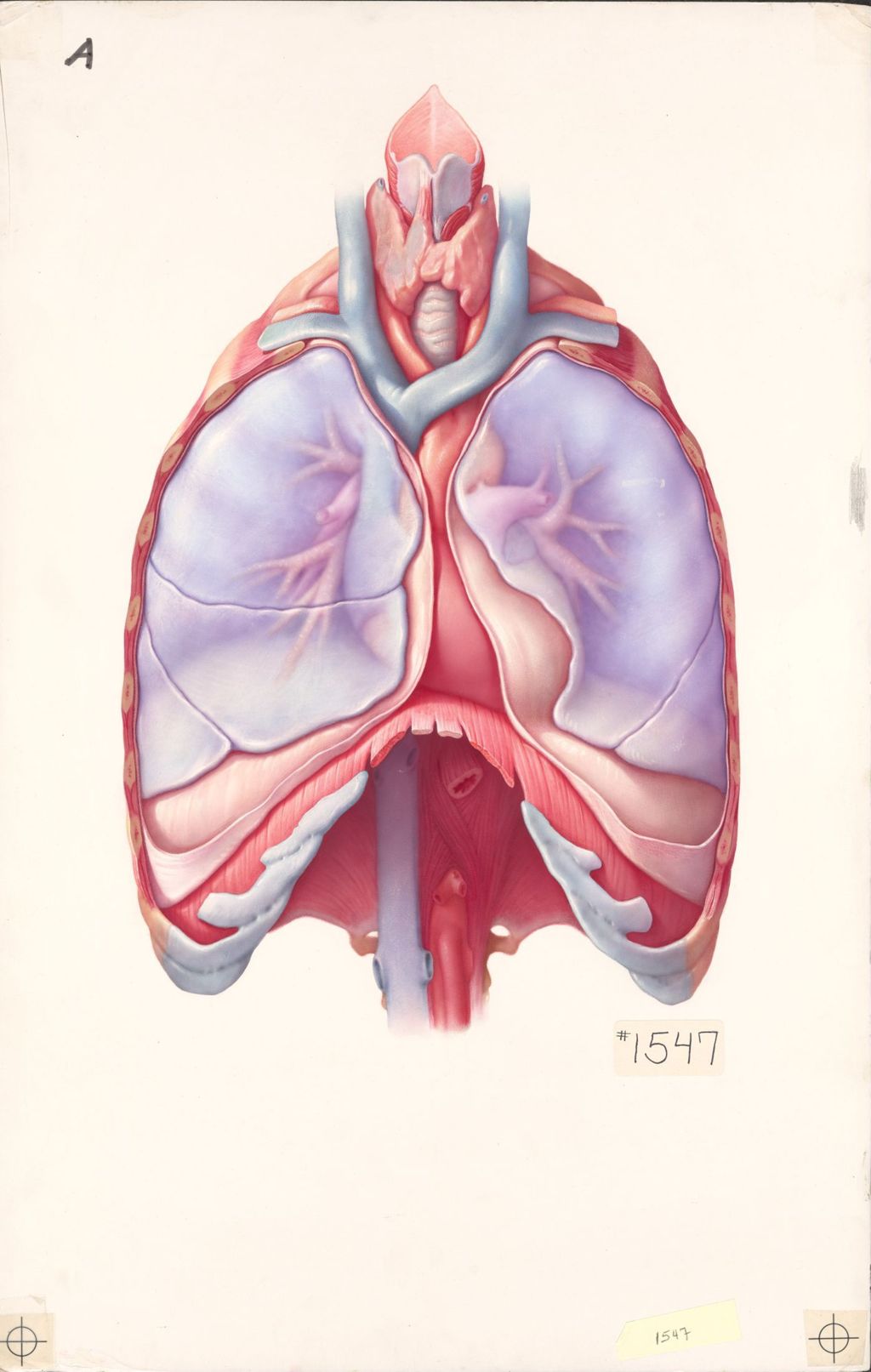 Medical Profiles, The Anatomical Disposition of the Thorax, Plate I, Anterior Aspect of the Structures of the Thoracic Cavity