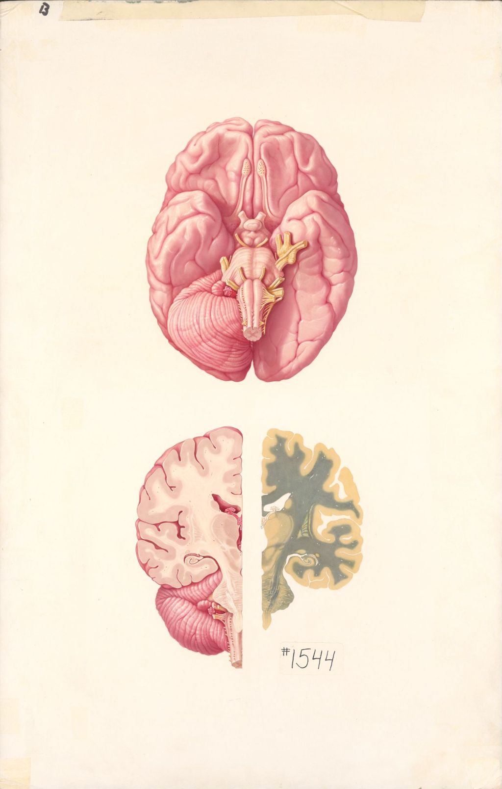 Miniature of Medical Profiles, The Anatomy of the Brain, Plate II