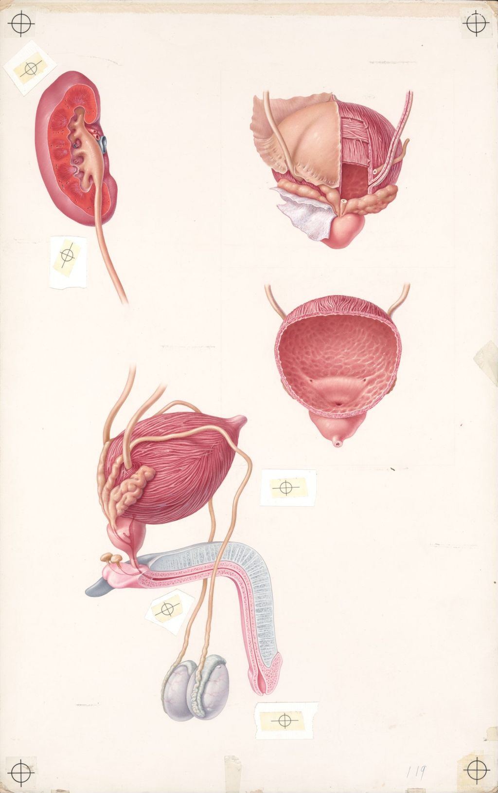 Miniature of Doctor-Patient Explanatory Atlas of Anatomy, The Male Genitourinary System, Plate I, The Male Genitourinary Tract