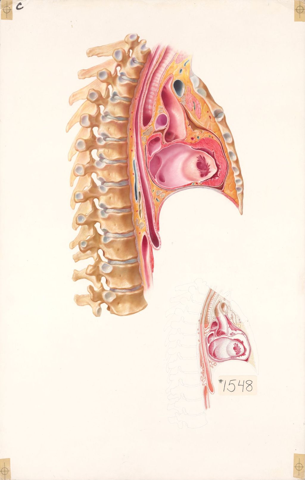 Miniature of The Anatomical Disposition of the Thorax, The Mediastinum, Plate I, Sagittal Section through the Mediastinum