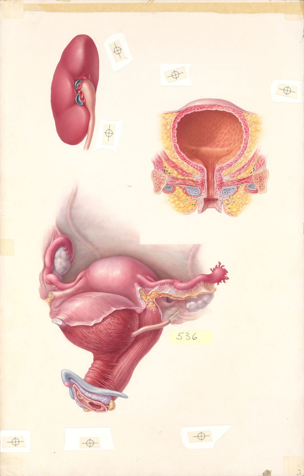 Miniature of Doctor-Patient Explanatory Atlas of Anatomy, the female urogenital tract, Plate I, the urinary system and pelvic viscera as seen from the left