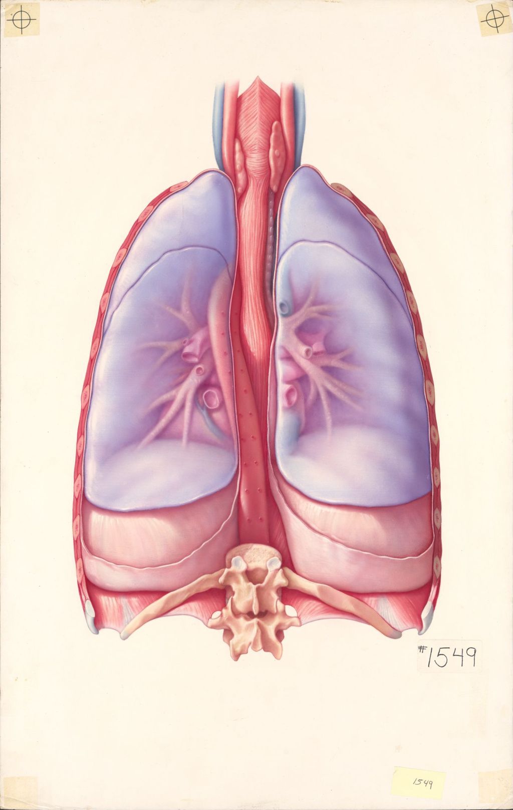 Miniature of Medical Profiles, The Anatomical Disposition of the Thorax, Plate II, Dorsal Aspect of the Structures of the Thoracic Cavity