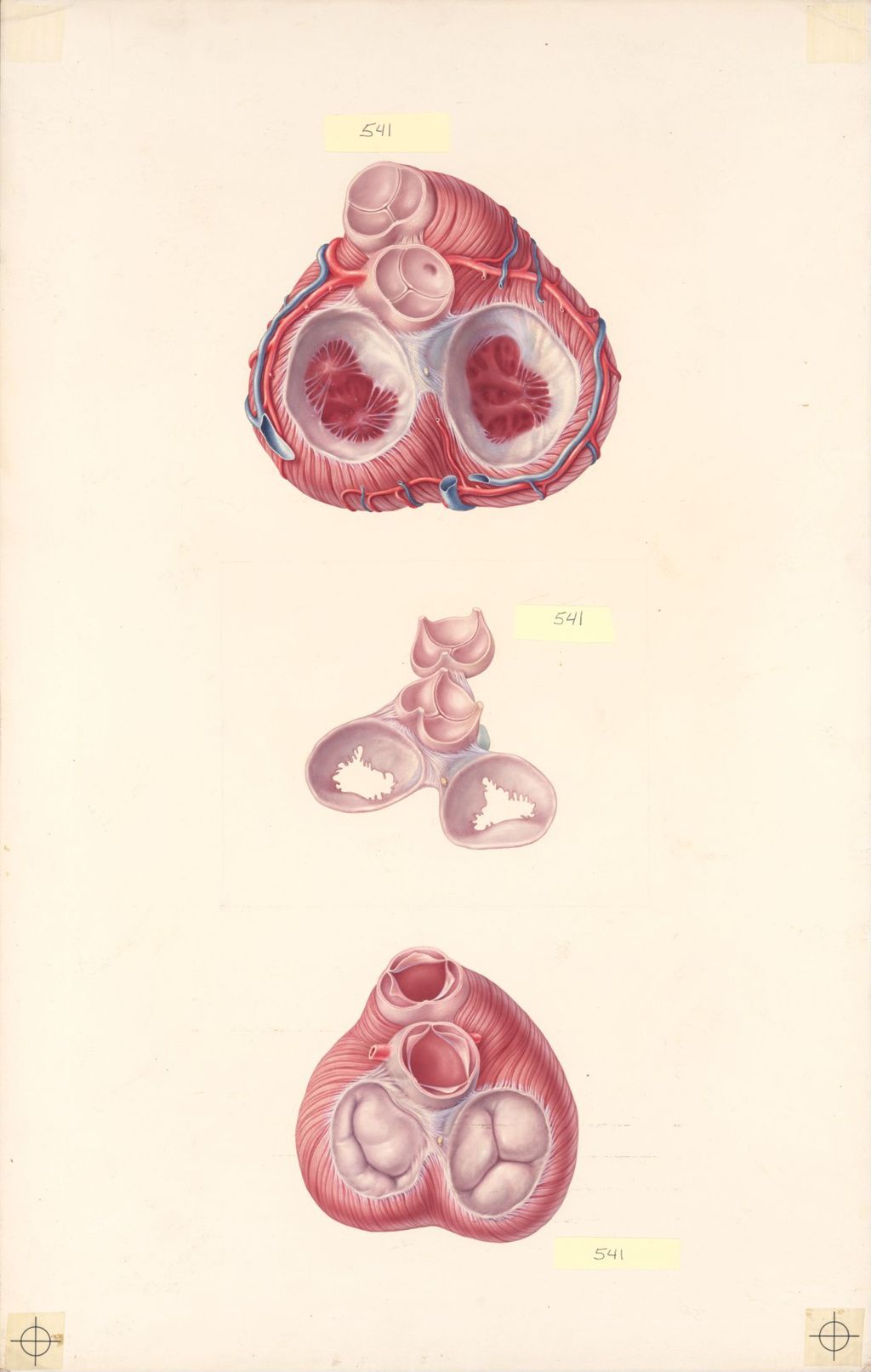Miniature of Explanatory Atlas of Anatomy, Anatomy of the Valves of the Heart, Plate II, The Heart Skeleton and its Relationship to the Valves