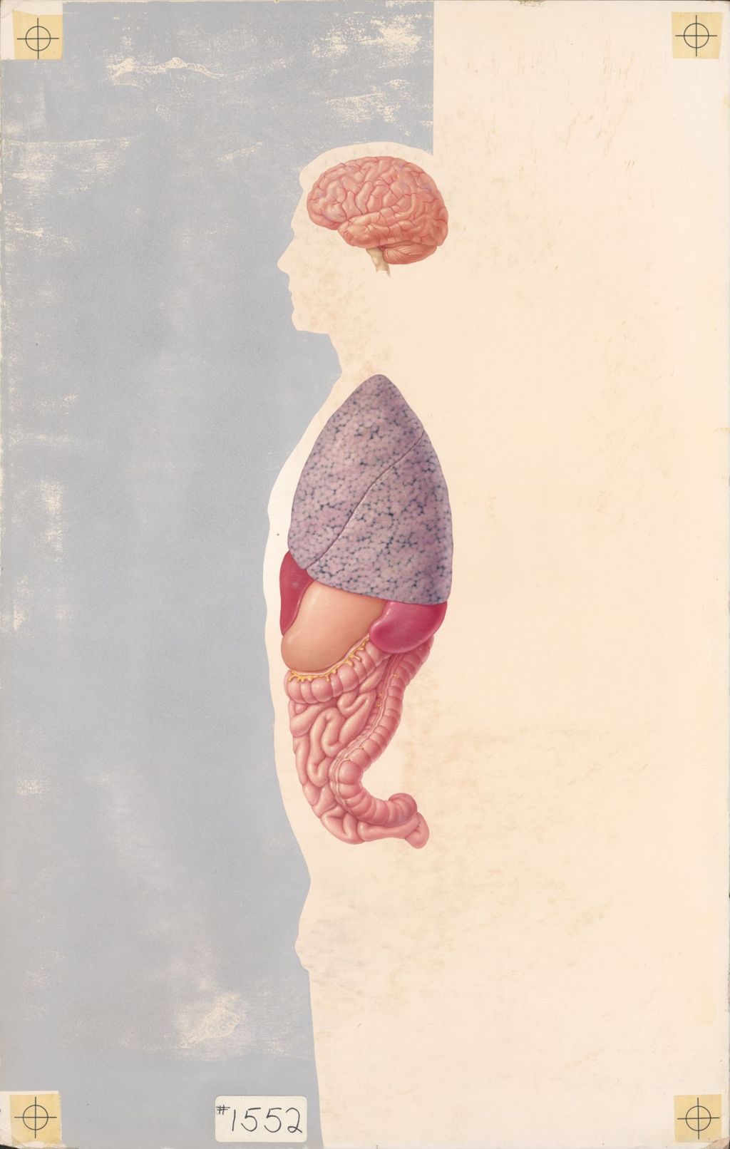 Miniature of Sagittal view of man showing brain and organs