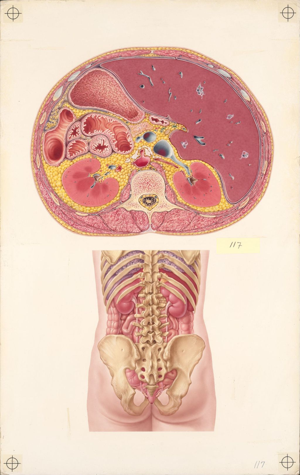 Doctor-Patient Explanatory Atlas of Anatomy, Anatomical Relationships of the Kidney and Adjacent Organs