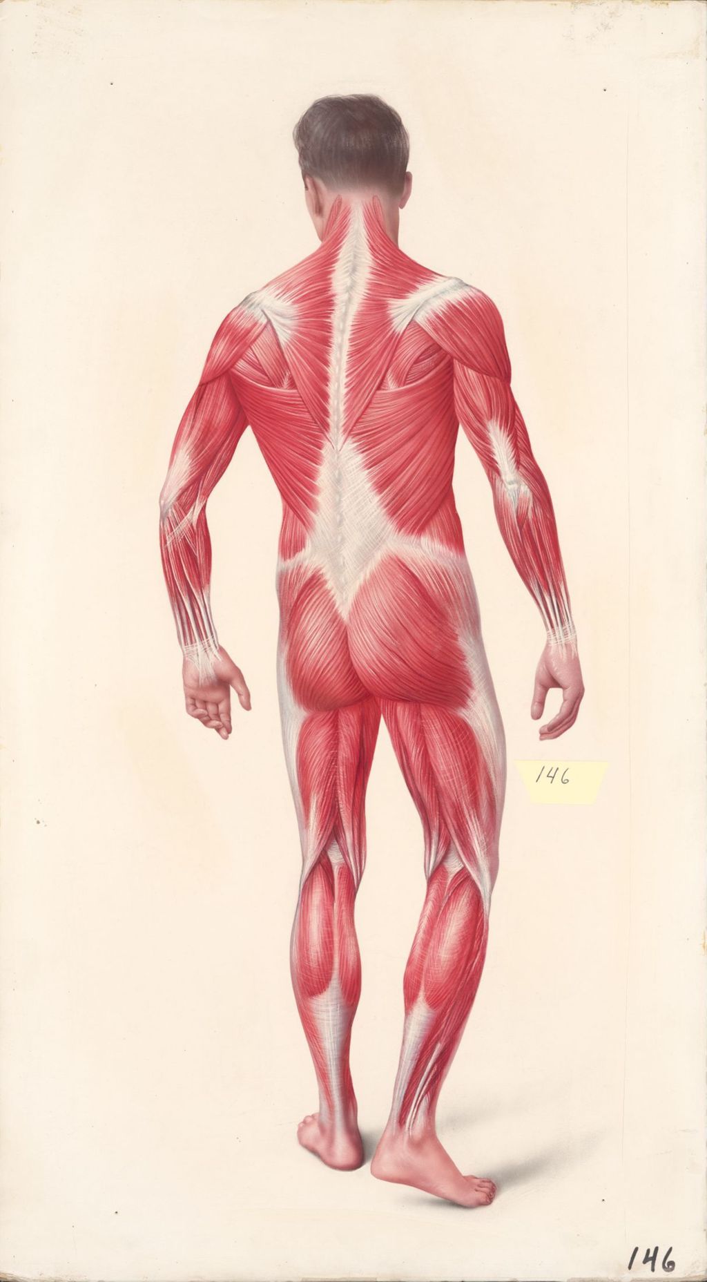 Miniature of Superficial Muscles, Posterior View