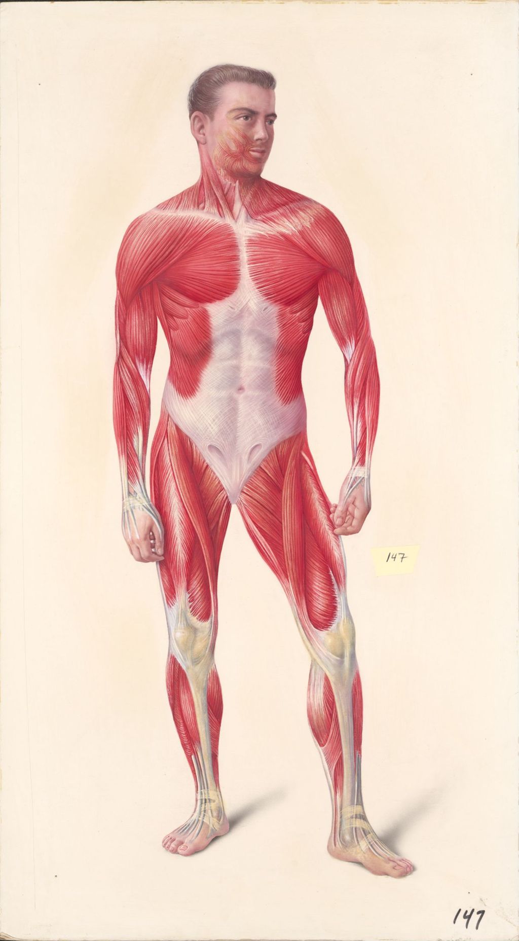 Miniature of Superficial Muscles, Anterior View