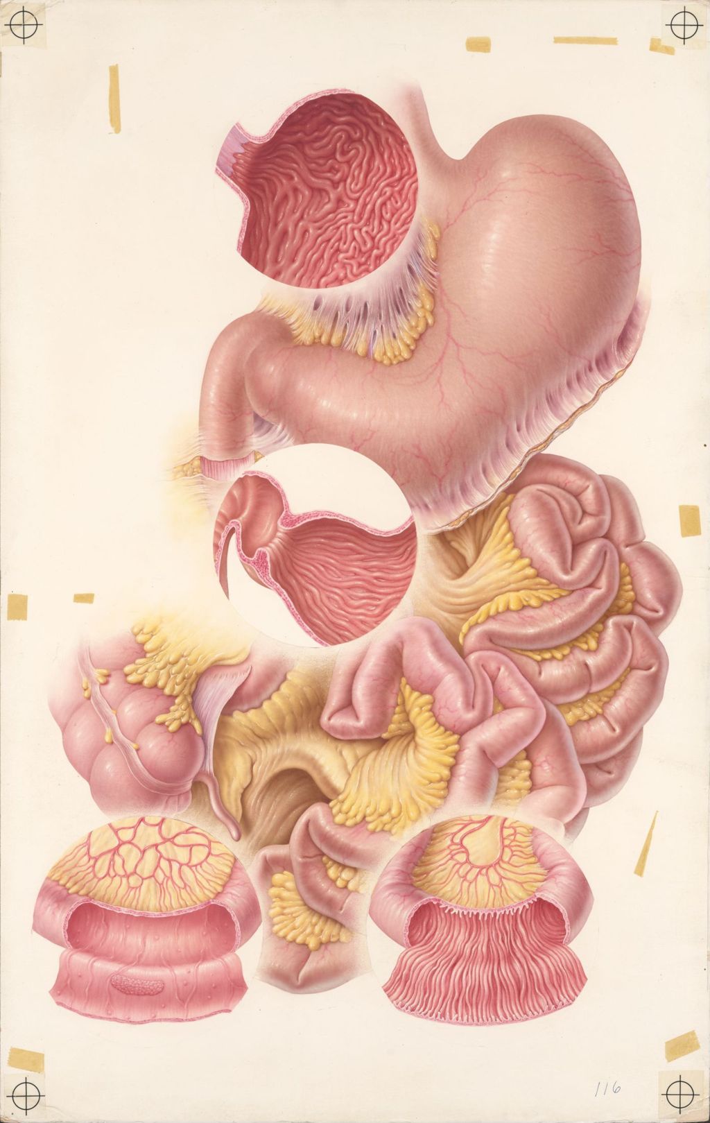 Miniature of Doctor-Patient Explanatory Atlas of Anatomy, Plate I, External and Internal Appearances of the Stomach and Small Intestine