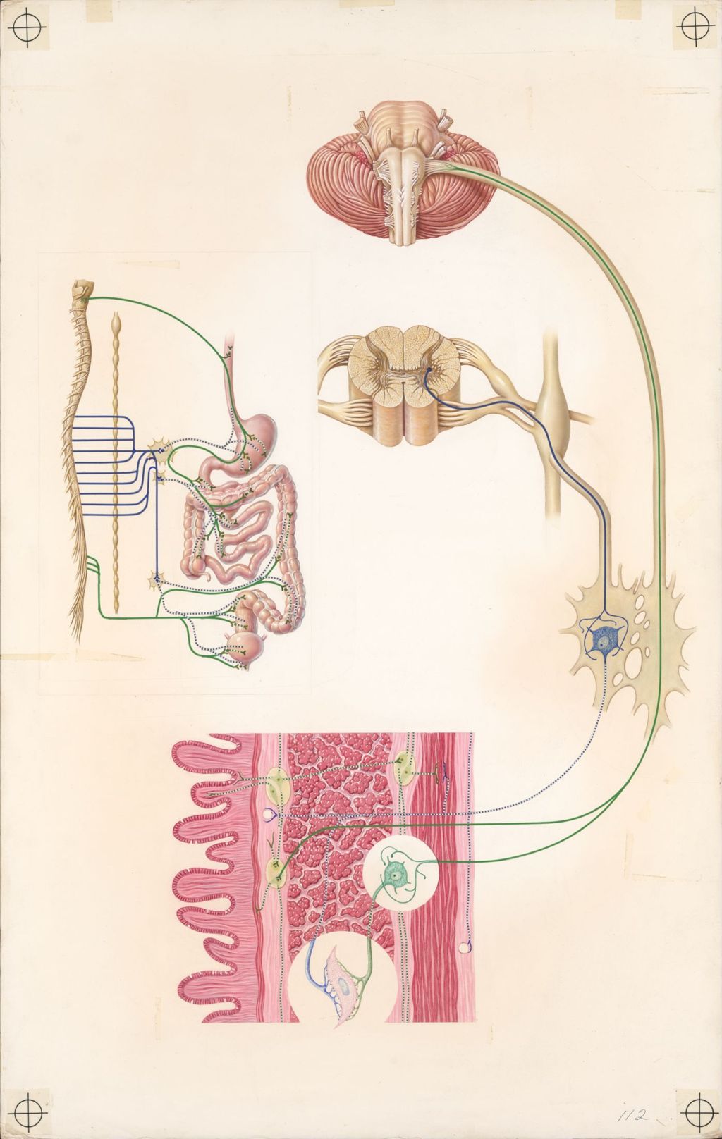 Miniature of Medical Profiles, Plate II, Urocholine and the Autonomic Nervous System