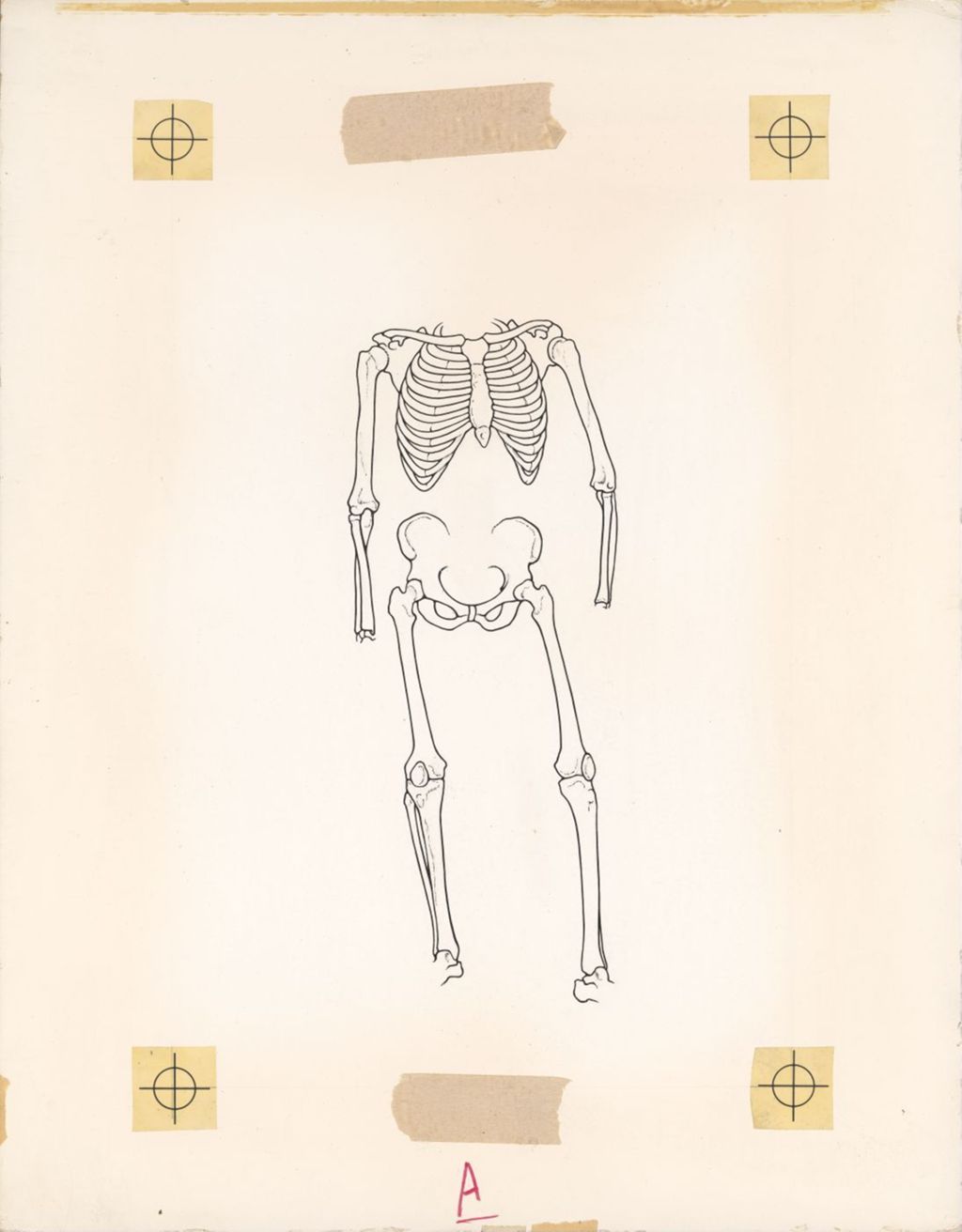 Miniature of Skeleton