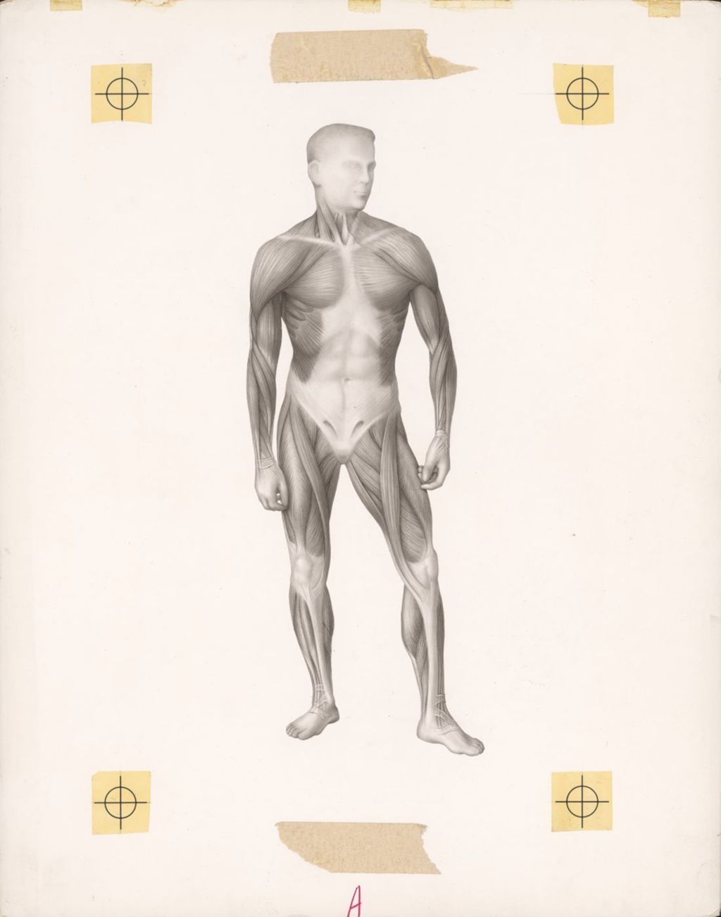 Musculatory system of a standing man