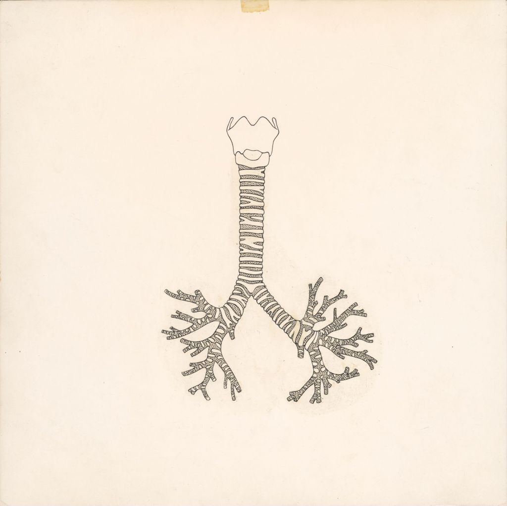 Miniature of Dornavac, trachea and bronchi