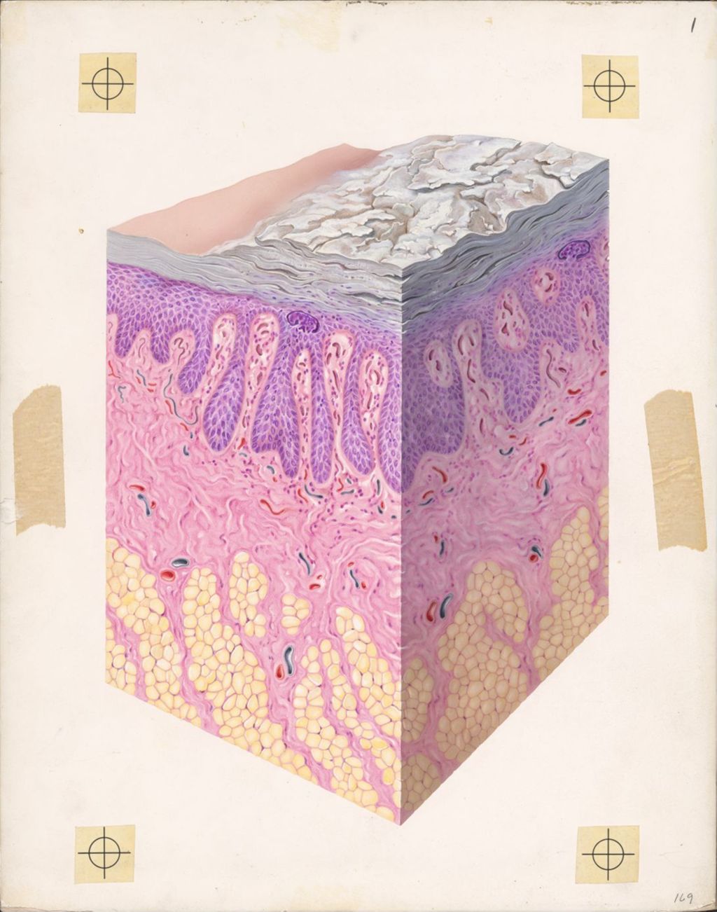 Miniature of Dermis, In the Area of Junction of Dermis and Hypodermis
