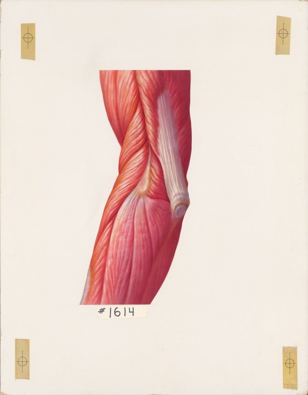 The Elbow, The Musculature of the Elbow, Posterolateral Aspect